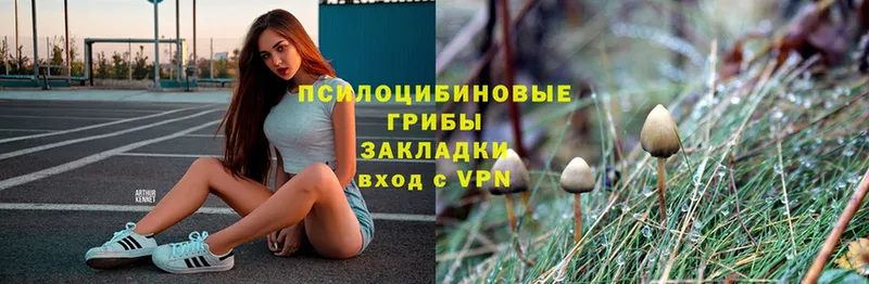 Псилоцибиновые грибы Psilocybe  Златоуст 